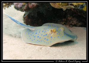 Blue spotted stingray in the clear water of the Red Sea. ... by Raoul Caprez 